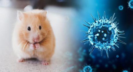 Sneezing hamsters likely sparked Covid-19 outbreak in Hong Kong