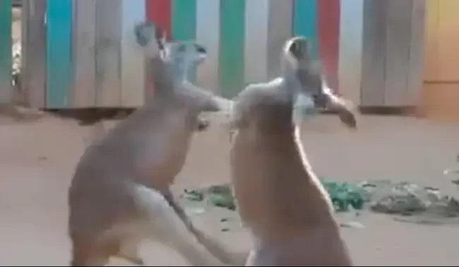 “Marsupial Martial Arts”: Video Of Kangaroos’ Hand-To-Hand Combat Wins Internet