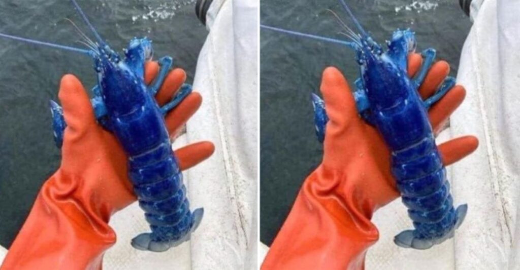 Fisherman Catches Rare “One In Two Million” Blue Lobster In US