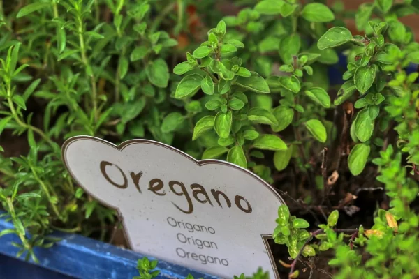 Health Benefit and Side Effects Of Oil Of Oregano