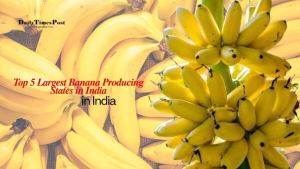 Top 5 Largest Banana Producing States in India