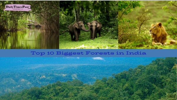 Top 10 Biggest Forests in India