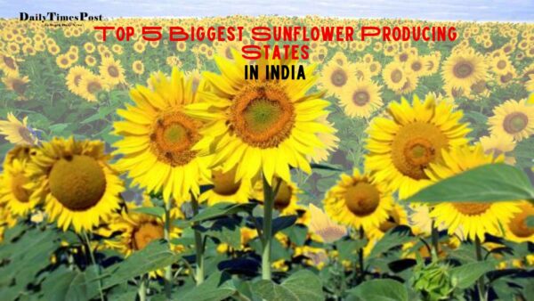 Top 5 Biggest Sunflower Producing States in India